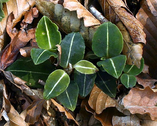 Goodyera velutina plants