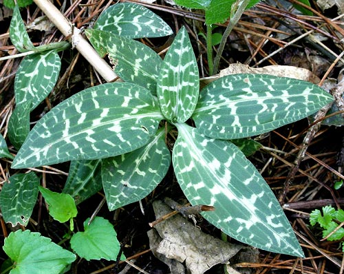 Goodyera schlectendaliana plant