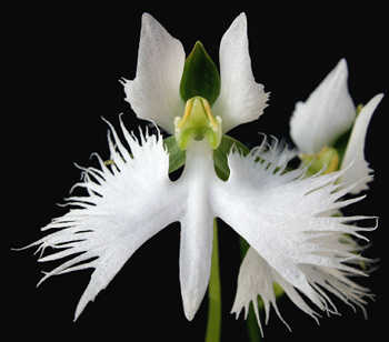 Habenaria radiata flower