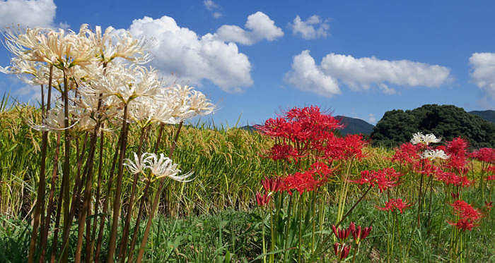 Lycoris flowers in habitat