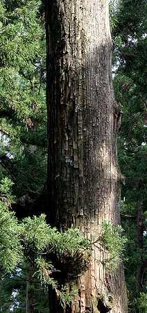 Mature trunk of Japanese cedar