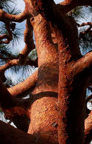 Japanese red pine bark 