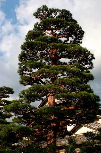 Japanese red pine Tenryuji