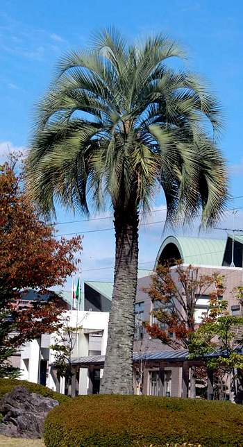 Pindo Palm tree