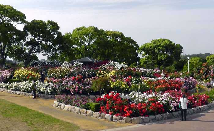Rose Garden, Kayoichou Park, Japan