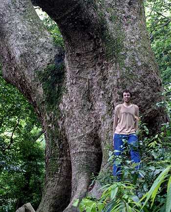 Ancient camphor tree
