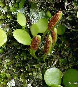Lemmaphyllum microphyllum