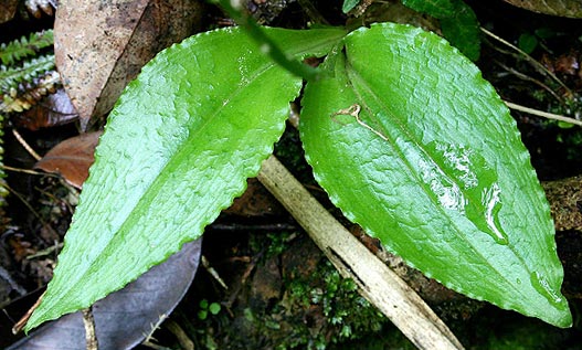 Liparis krameri leaves