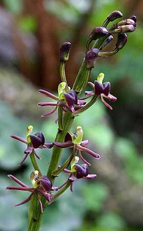 Liparis nervosa v. bituberculata flower spike