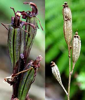 Liparis nervosa v. bituberculata seed pods