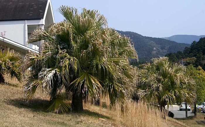 Chinese fan palms Kyushu Forest