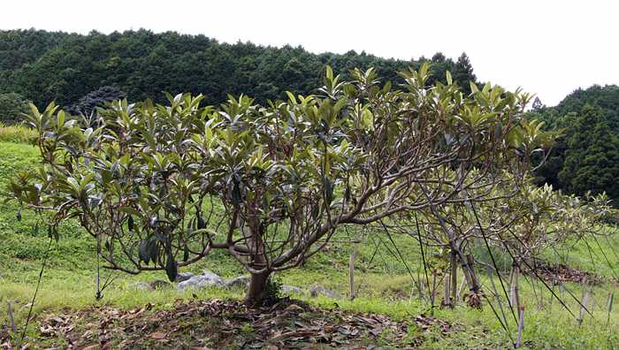 Loquat cultivated tree