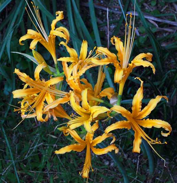 Lycoris aurea flowering truss