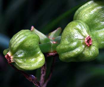 Lycoris aurea seed pods