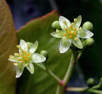 Machilus thunbergii flowers