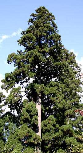 Cryptomeria japonica mature tree