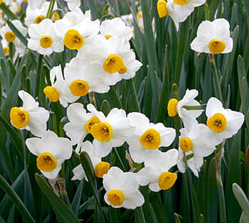Narcissus tazetta flowering plant