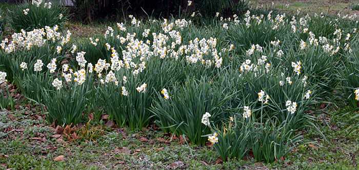 Narcissus tazetta clumps