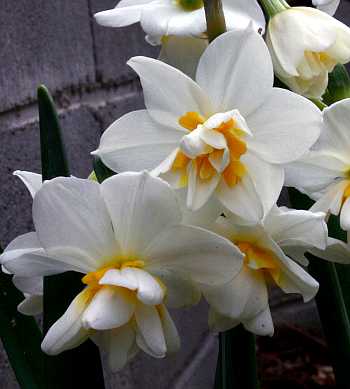Narcissus tazetta c.v. 'Double Roman'