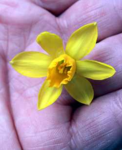 Narcissus Tete-a-Tete flower size