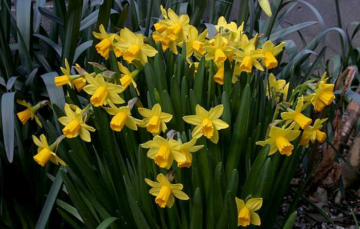 Narcissus Tete-a-Tete clump