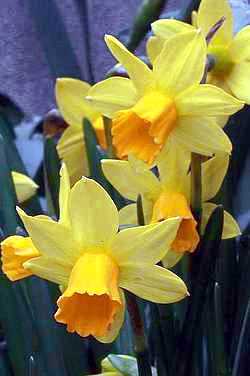 Narcissus Tete-a-Tete flowers