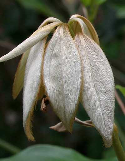 Neolistea sericea new leaves
