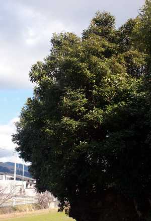 Neolistea sericea tree