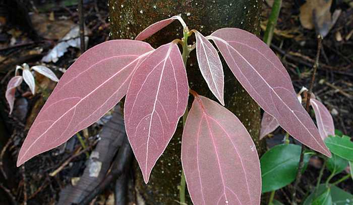 Neolitsea sericea maturing leaves