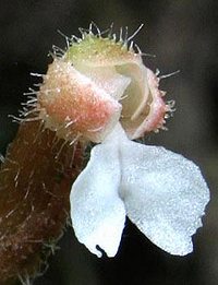 Odontochilus hatusimanus flower