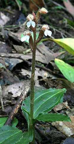 Odontochilus hatusimanus flowering plant