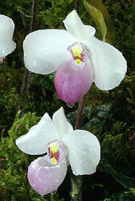 Paphiopedilum delenatii flowers