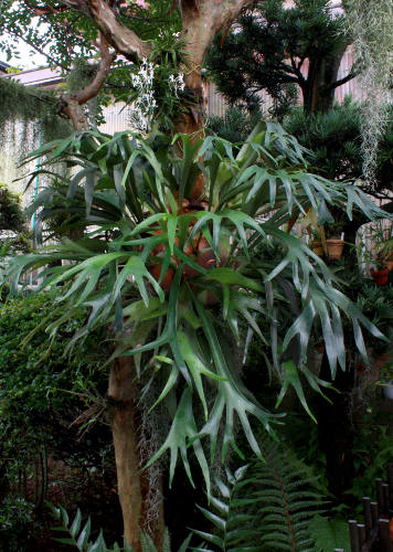 How Cold Can Staghorn Ferns Tolerate? 