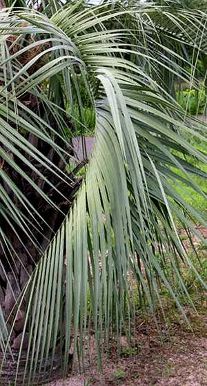 Pindo palm frond