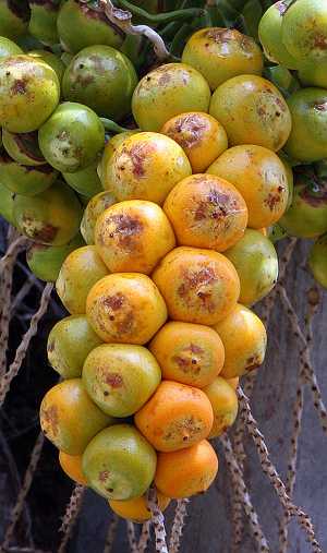 Jelly palm fruits