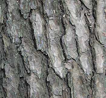 Pinus densiflora bark