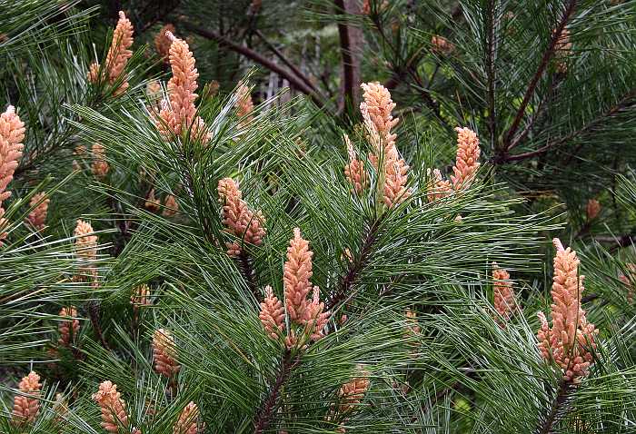 Pinus densiflora male cones