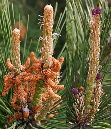 Pinus thunbergii cones