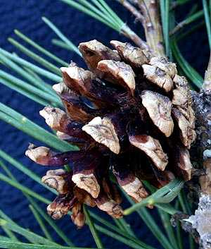 Pinus thunbergii seed cone