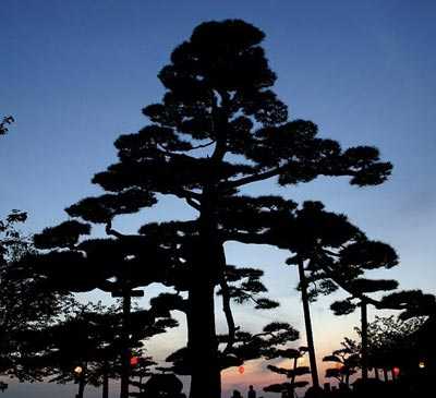 Pinus thunbergii shrine tree