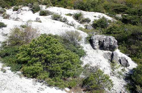 Pinus thunbergii rock barrens