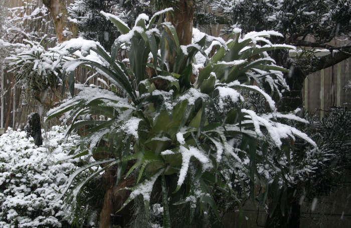 Platycerium bifurcatum in snow