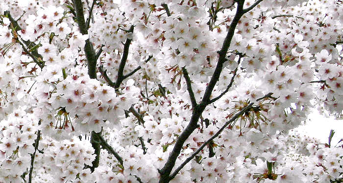 Yoshino cherry blossoms at their peak