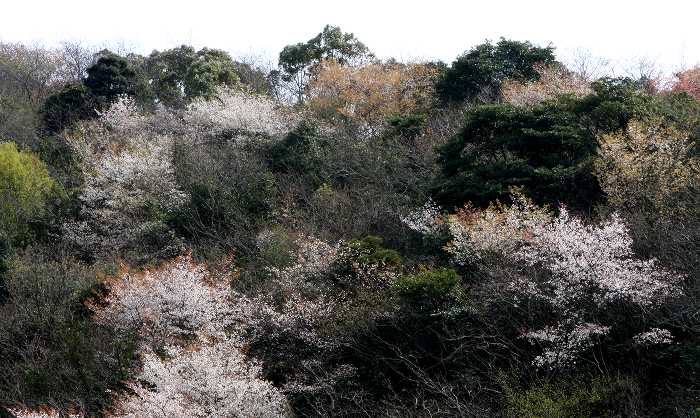 Prunus jamazakura