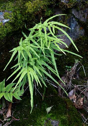Pteris multifida plant