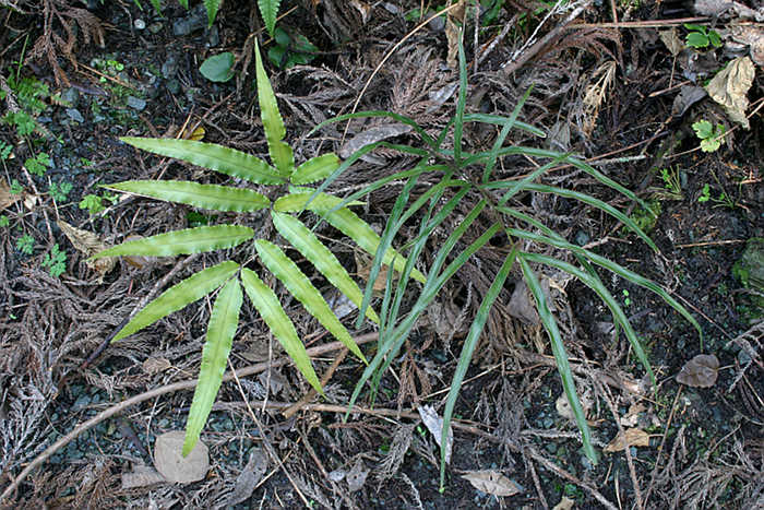 Pteris nipponica plant