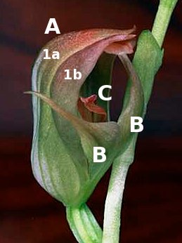 Pterostylis flower