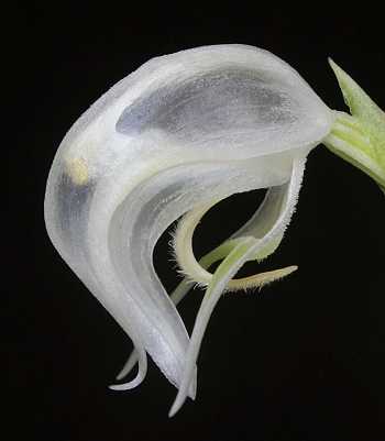 Pterostylis nutans alba flower