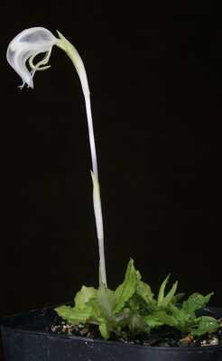 Pterostylis nutan alba plants