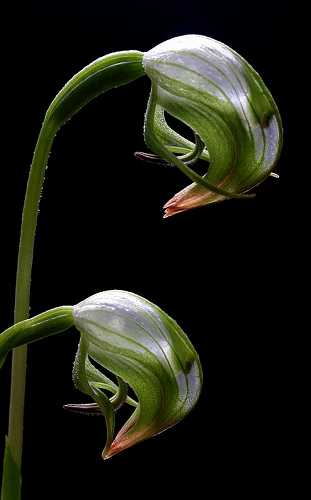 Pterostylis nutans flowers